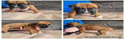 Boxer dogs for sale: 4 Beautiful Boxer Pups  - Advert 3
