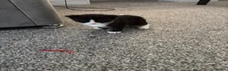 Domestic Shorthair cats for sale: White black cat  - Advert 5