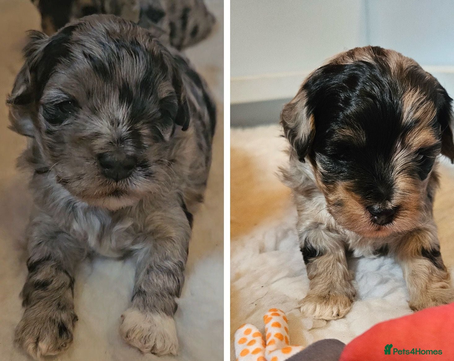 Maltipoo dogs Beautiful Blue Merle Maltipoos - Advert 1