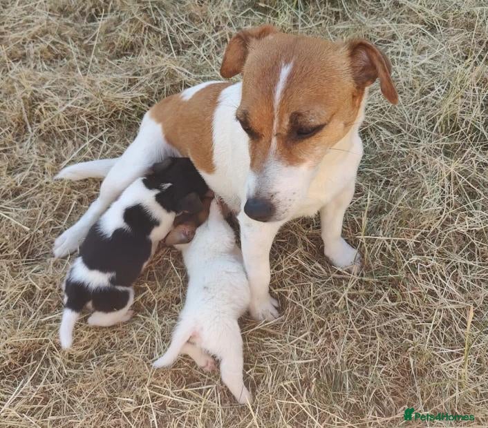 Jack Russell dogs Fast Feet, Bright Minds & Loving Hearts - Advert 1