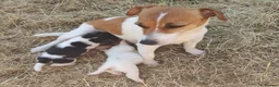 Jack Russell dogs for sale: Fast Feet, Bright Minds & Loving Hearts in Glasgow - Advert 1