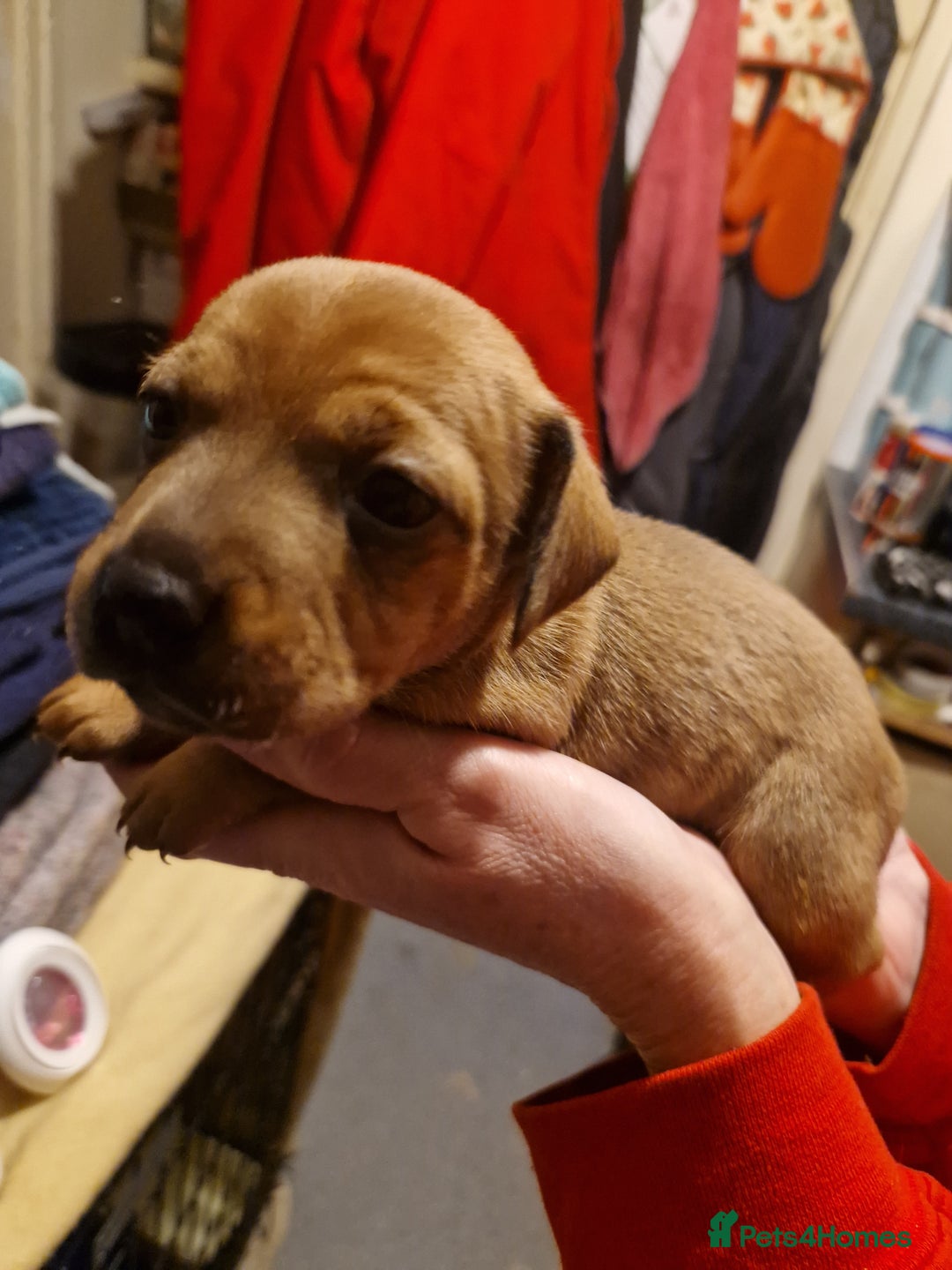 Mixed Breed dogs for sale: Staffy X Miniature Dachsund Puppies - Advert 22