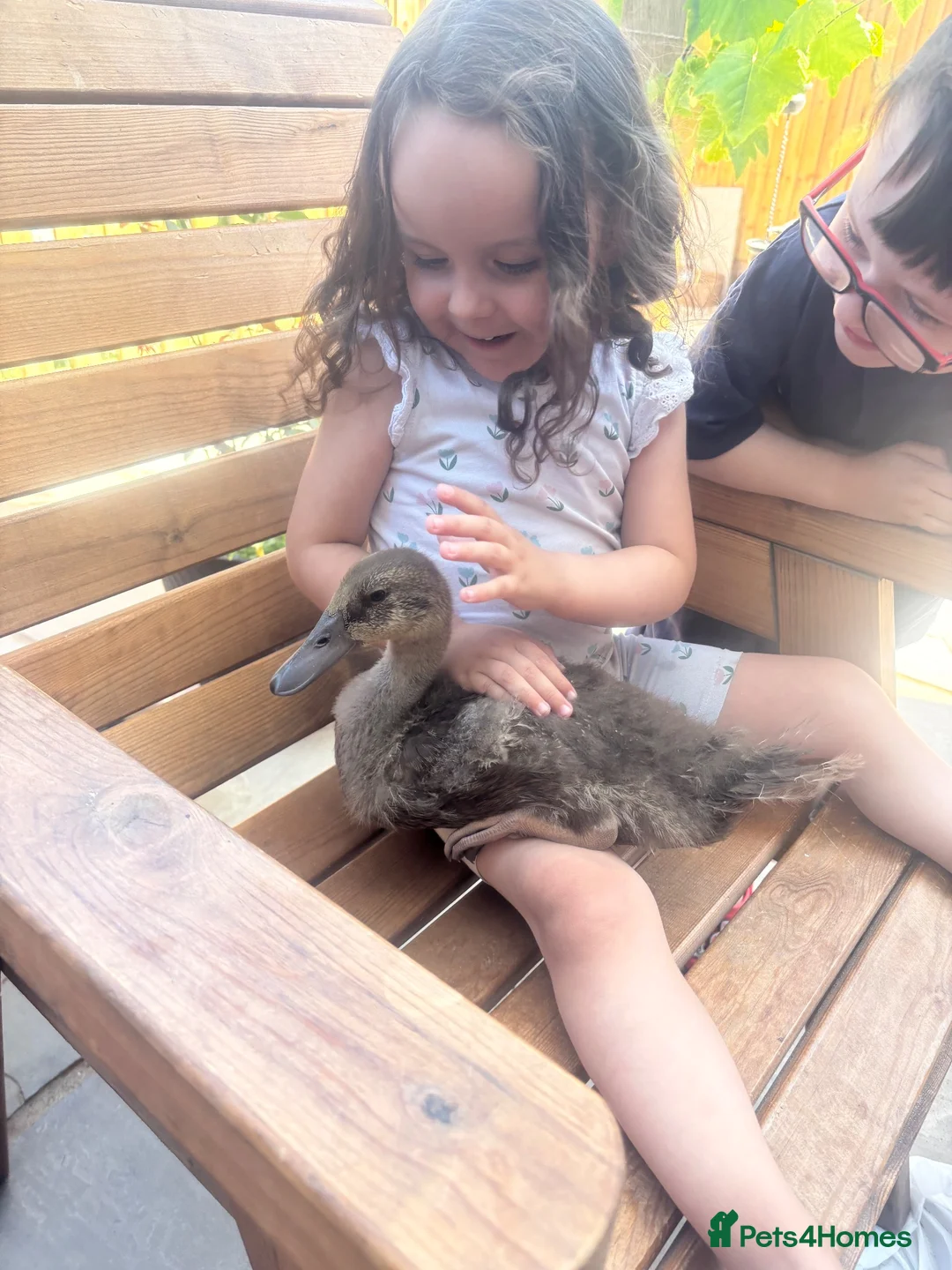 Ducks poultry for sale: 2indian runners 4khaki  in Tunbridge Wells - Advert 5