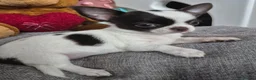 Chihuahua dogs for sale:  ❤️‍🔥KC Reg Parti Colour Chihuahua Girls❤️‍🔥  - Advert 4