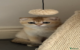 Scottish Fold cats for sale: elite purebred friendly Scottish Fold and Straight - Image 14