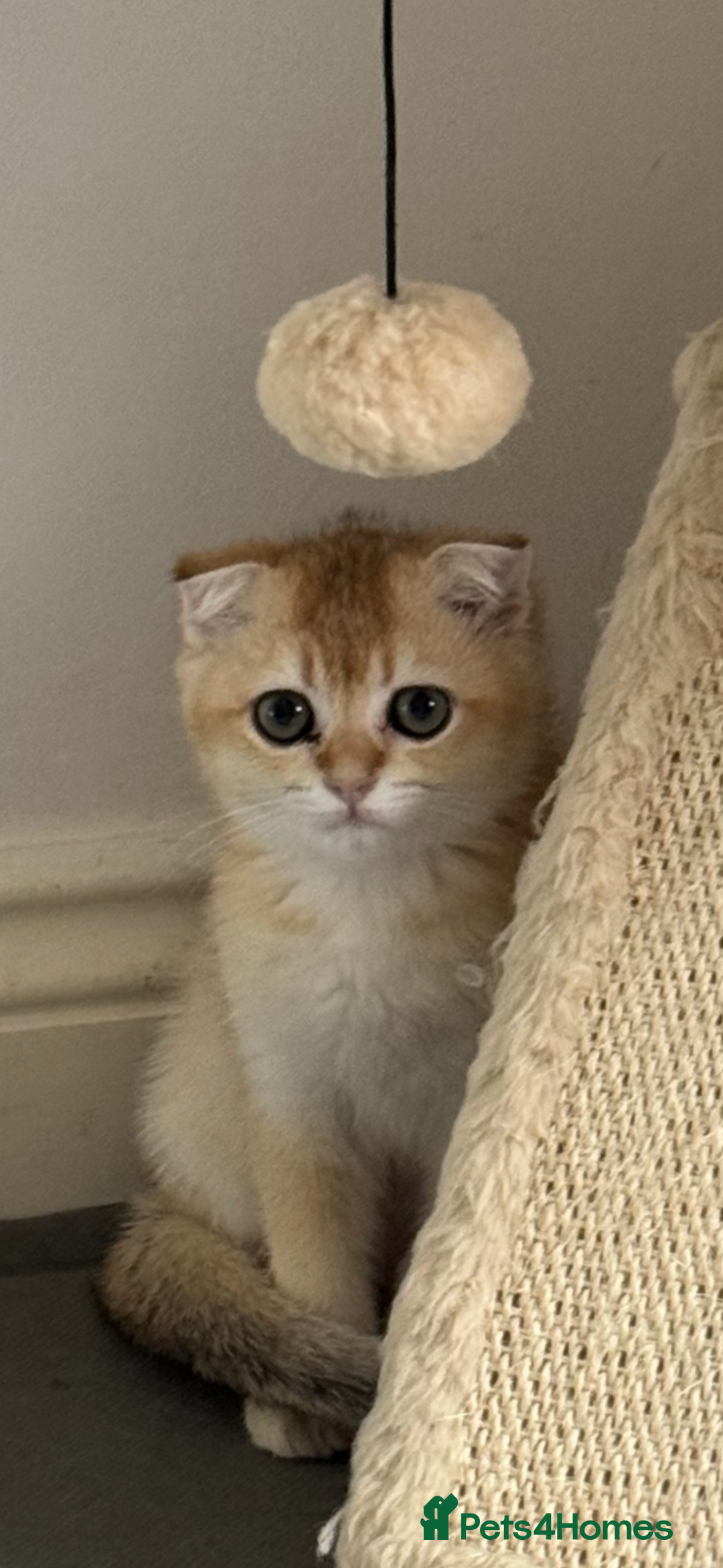 Scottish Fold cats for sale: elite purebred friendly Scottish Fold and Straight - Image 14