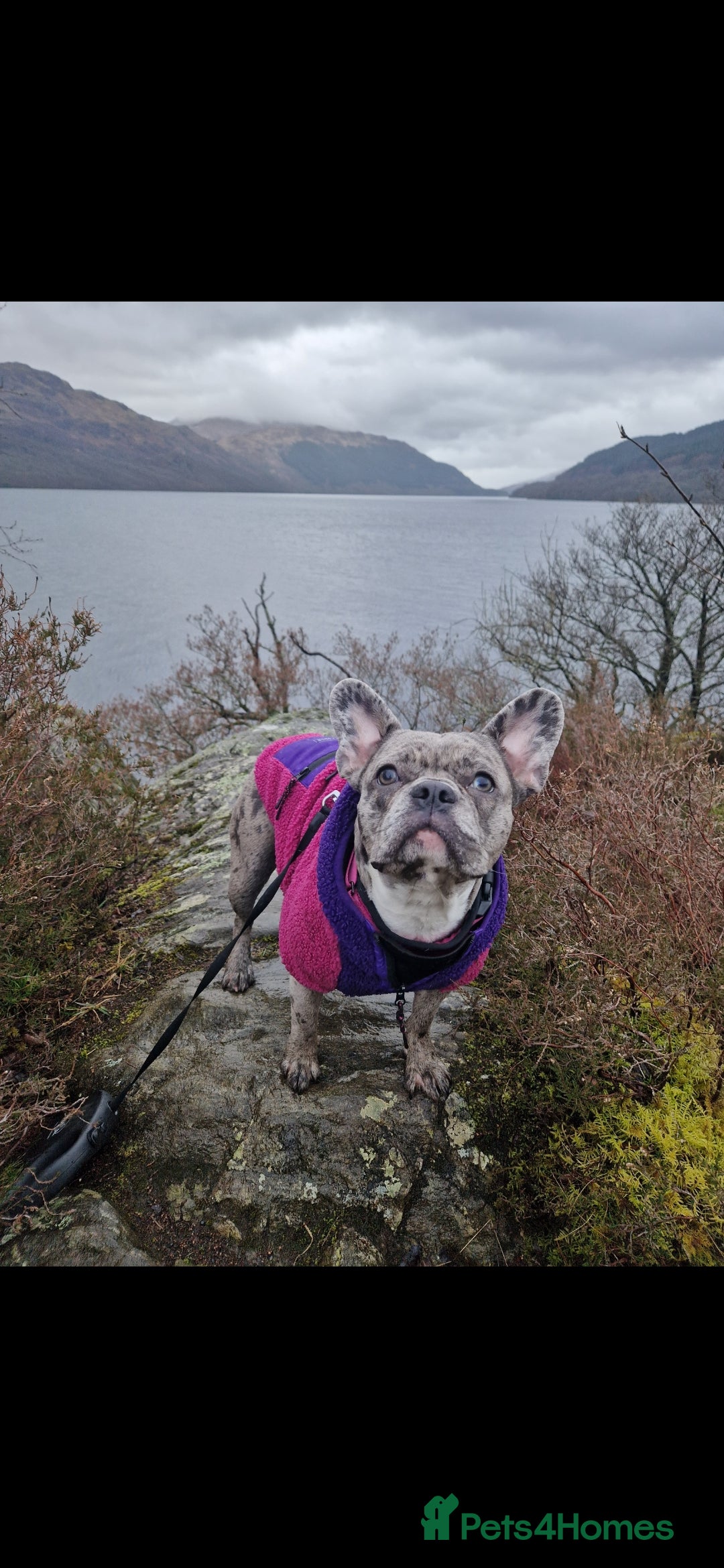 French Bulldog dogs Last 4 French bulldogs reduced  - Advert 1