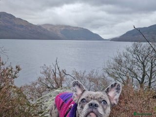 French Bulldog dogs Last 4 French bulldogs reduced - Advert 1