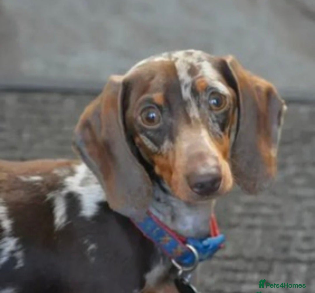 Miniature Dachshund dogs for sale: Pedigree KC show line miniature dachshund puppies  - Image 12