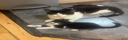 British Shorthair cats for sale: Male kitten  in London - Advert 4