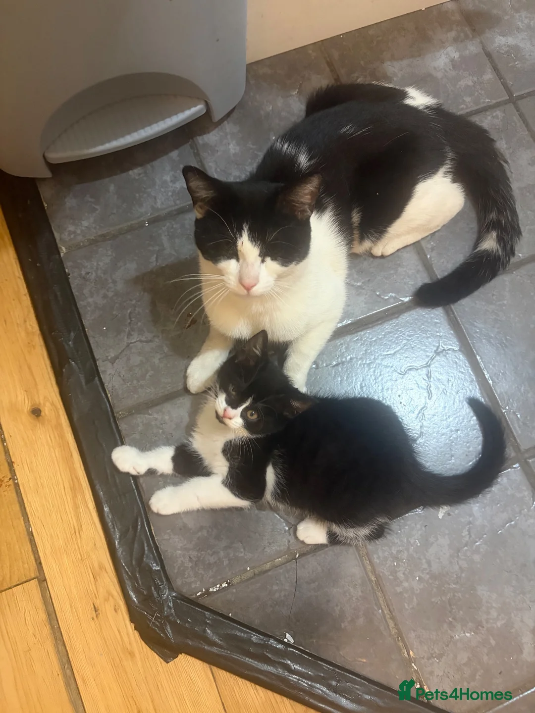 British Shorthair cats for sale: Male kitten  in London - Advert 4