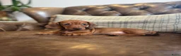 Miniature Dachshund dogs for sale: Miniature Dachshund Puppies - Advert 5