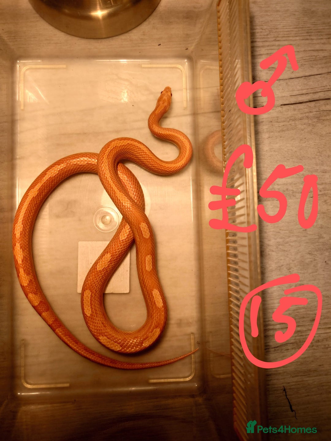 Snake reptiles for sale: My collection of corn snakes. - Advert 11
