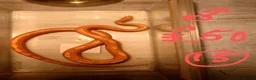 Corn Snake reptiles for sale: Corn snake - Advert 16