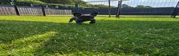 French Bulldog dogs for sale: 4 boys and 1 girl left. KC French Bulldog Puppies - Advert 6