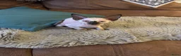 Sphynx cats for sale: Bambino sprinkles in Dunstable - Advert 6
