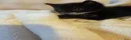 Mixed Breed cats for sale: 4 Adorable ragdoll x tuxedo kittens in Basildon - Advert 15