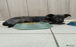 Mixed Breed dogs for adoption: 💙🐶 MILO 🐶💙 - Image 14