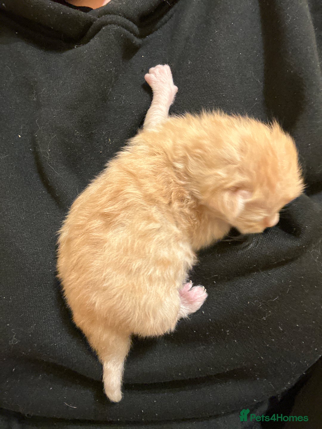 Maine Coon cats for sale: Gorgeous Maine coone kittens  - Image 19