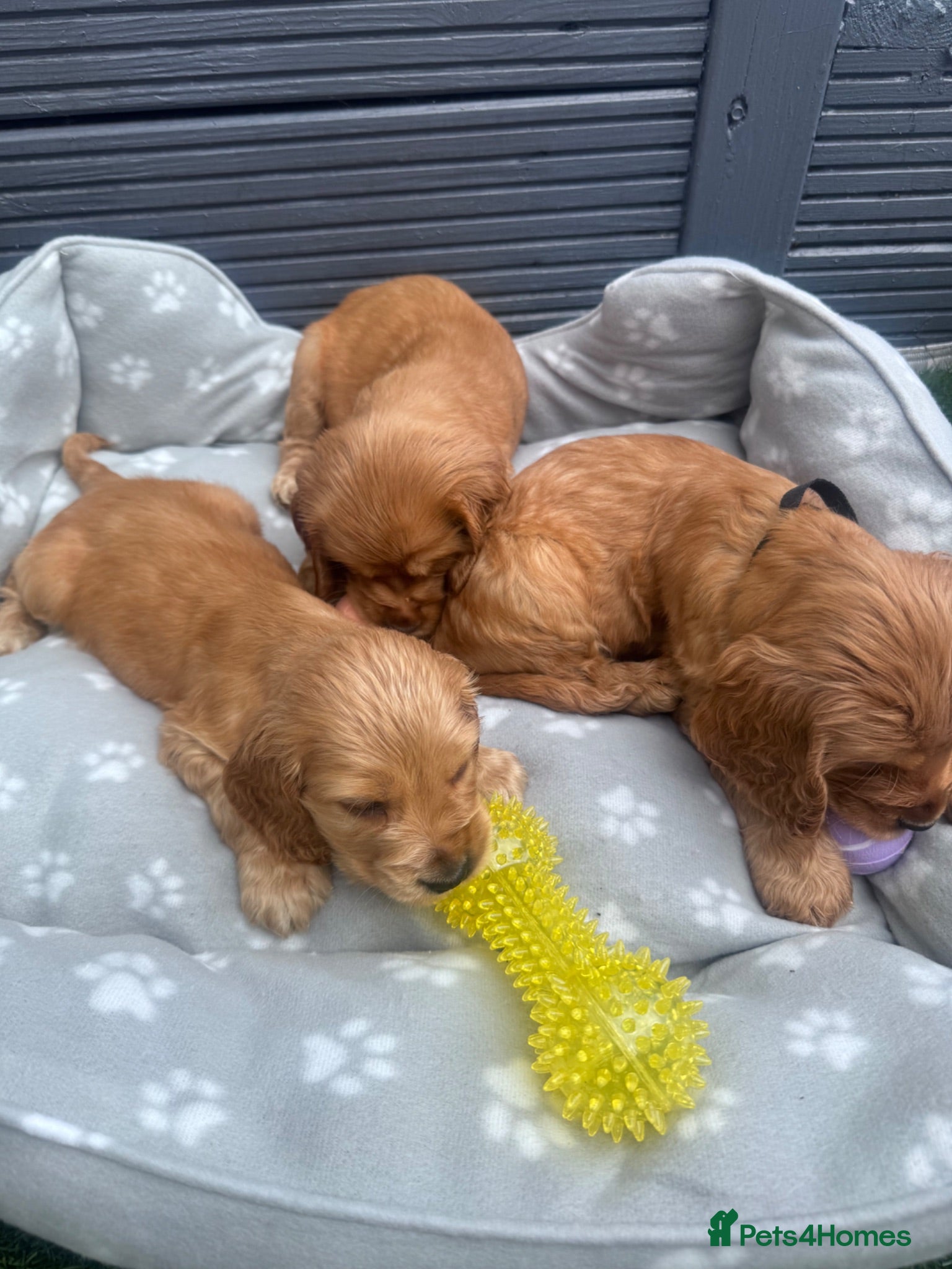 Cocker Spaniel dogs Cocker spaniel puppies  - Advert 1