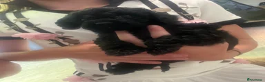 Cockapoo 5