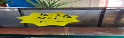 Leopard Gecko reptiles for sale: Baby leopard geckos - Advert 27
