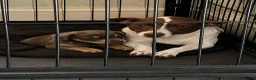 Jack Russell dogs for sale: Stunning jack russell boy  - Advert 5
