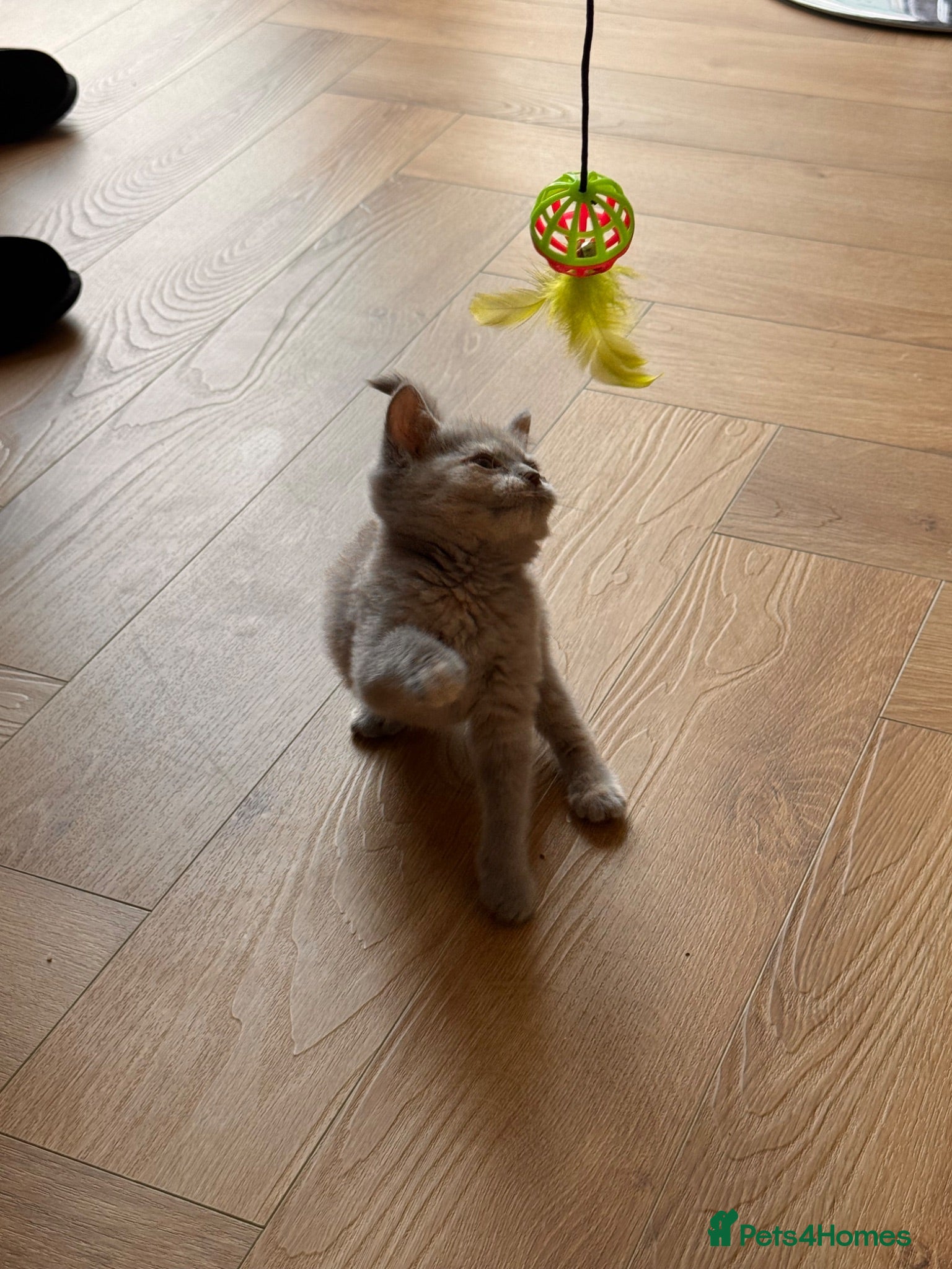 British Shorthair cats REDUCED CHAMPION LINES BSH CINNAMON RAINBOW LITTER - Advert 2