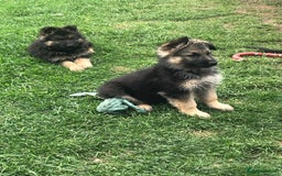 German Shepherd dogs for sale: Ready to leave 🐾 GSD Puppies - Image 1