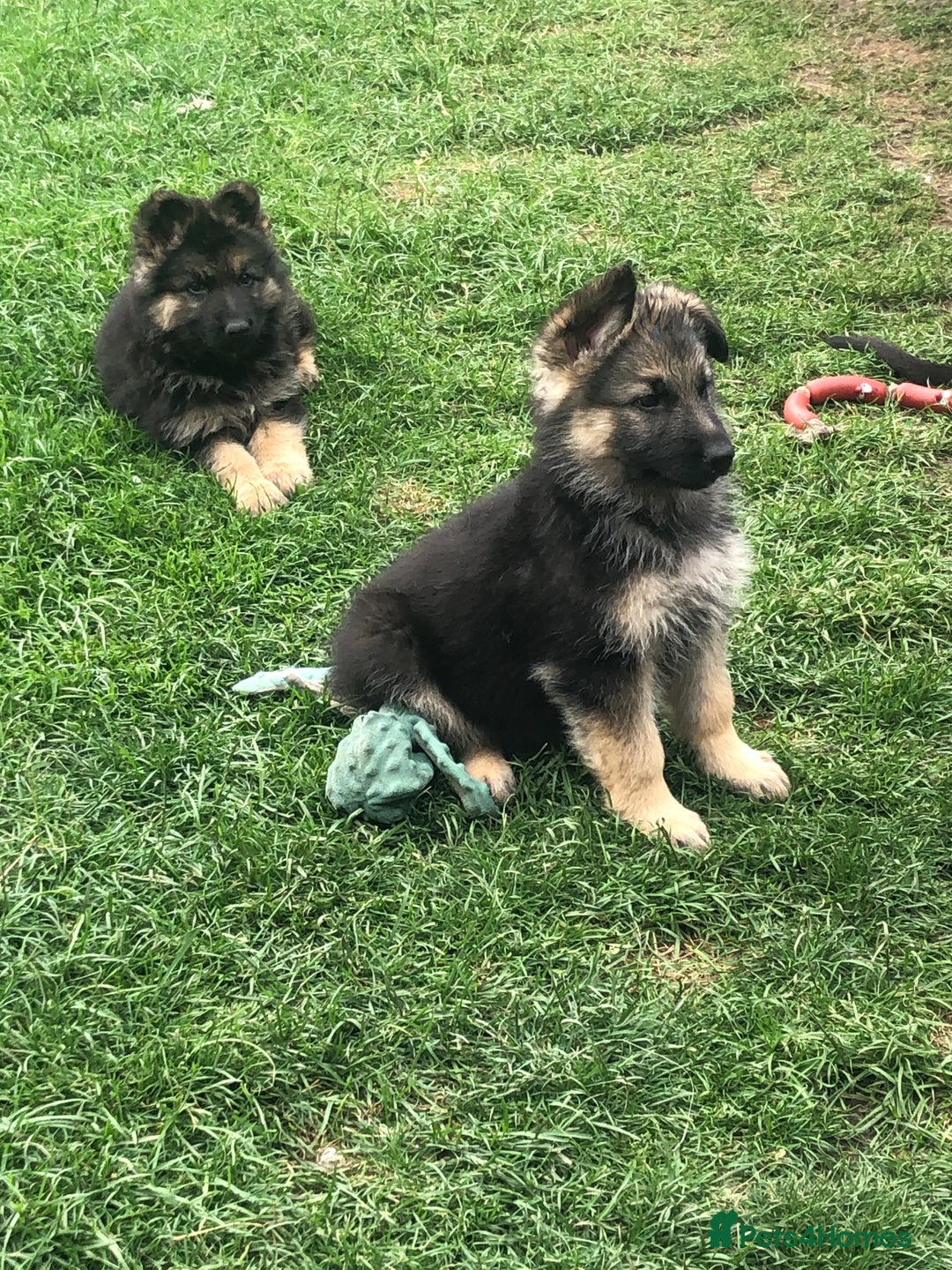 German Shepherd dogs for sale: Ready to leave 🐾 GSD Puppies - Image 1