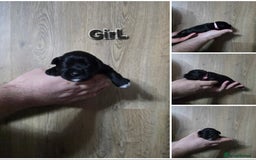 Miniature Schnauzer dogs for sale: 3 puppys left -KC - Miniature Schnauzer Puppies - Image 9