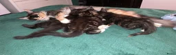 Mixed Breed cats for sale: Maine Coon mix - Advert 3