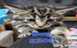 Maine Coon cats for sale: FLUFFY TABBY PART MAINE COON KITTENS - Image 7