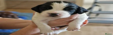 Solo
