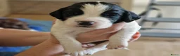 Sprocker dogs for sale: Gorgeous Sprocker Spaniel Puppies! - Advert 27