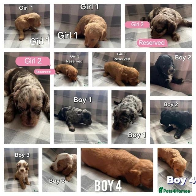 Cockapoo dogs x1 Girl & x4 Boys Available - Cockapoo Puppies  - Advert 7