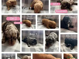 Cockapoo dogs x1 Girl & x4 Boys Available - Cockapoo Puppies - Advert 7