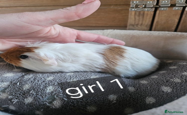 Guinea Pig rodents Baby gitl guinea pig ready now!! - Advert 21