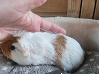 Guinea Pig rodents Baby gitl guinea pig ready now!! - Advert 20