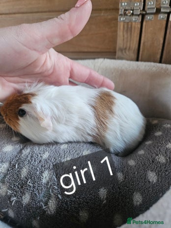 Guinea Pig rodents Baby gitl guinea pig ready now!! - Advert 21
