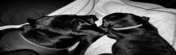 Mixed Breed dogs for sale: Cane corso x presa canario - Advert 3