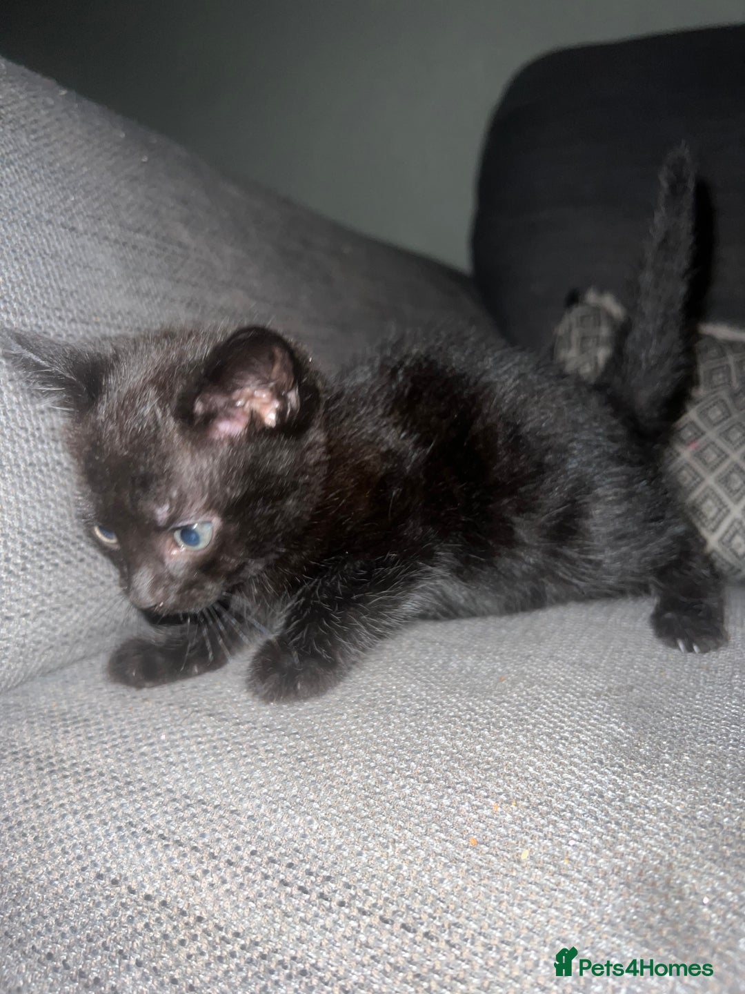 Mixed Breed cats for sale: Kittens Looking for Forever Home  - Advert 10