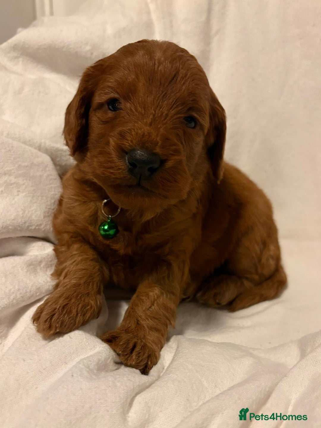 Cockapoo dogs for sale: Deep Red Cockapoos - Advert 12