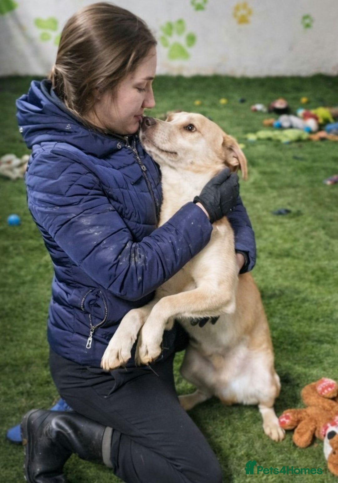 Mixed Breed dogs for adoption: 🐾Luna – a small Lab-type girl longing for love ❤️ - Advert 1