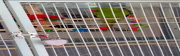 Ringnecks birds for sale: Indian Ringneck parrot  in Tamworth - Advert 3
