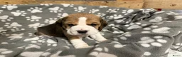 Beagle dogs for sale: Beautiful Pedigree Tri Colour Beagle Puppies - Advert 5