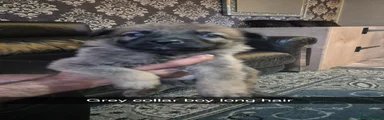 German Shepherd 4