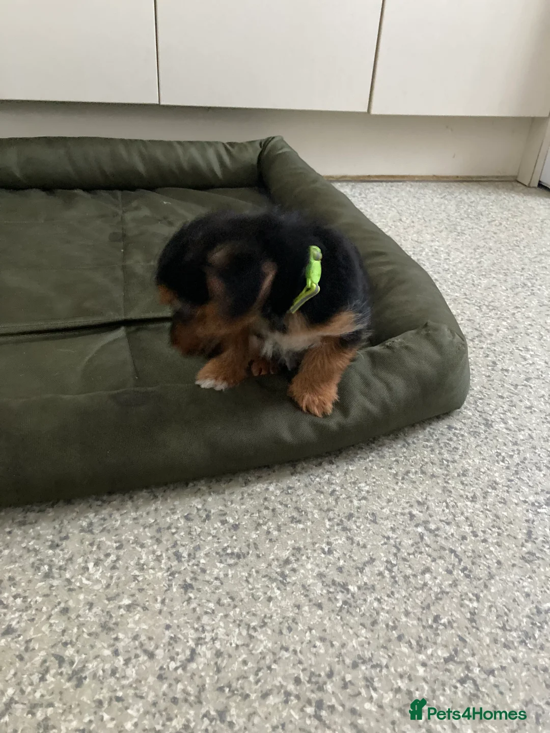 Jack Russell dogs for sale: Jack Russell  - Advert 8