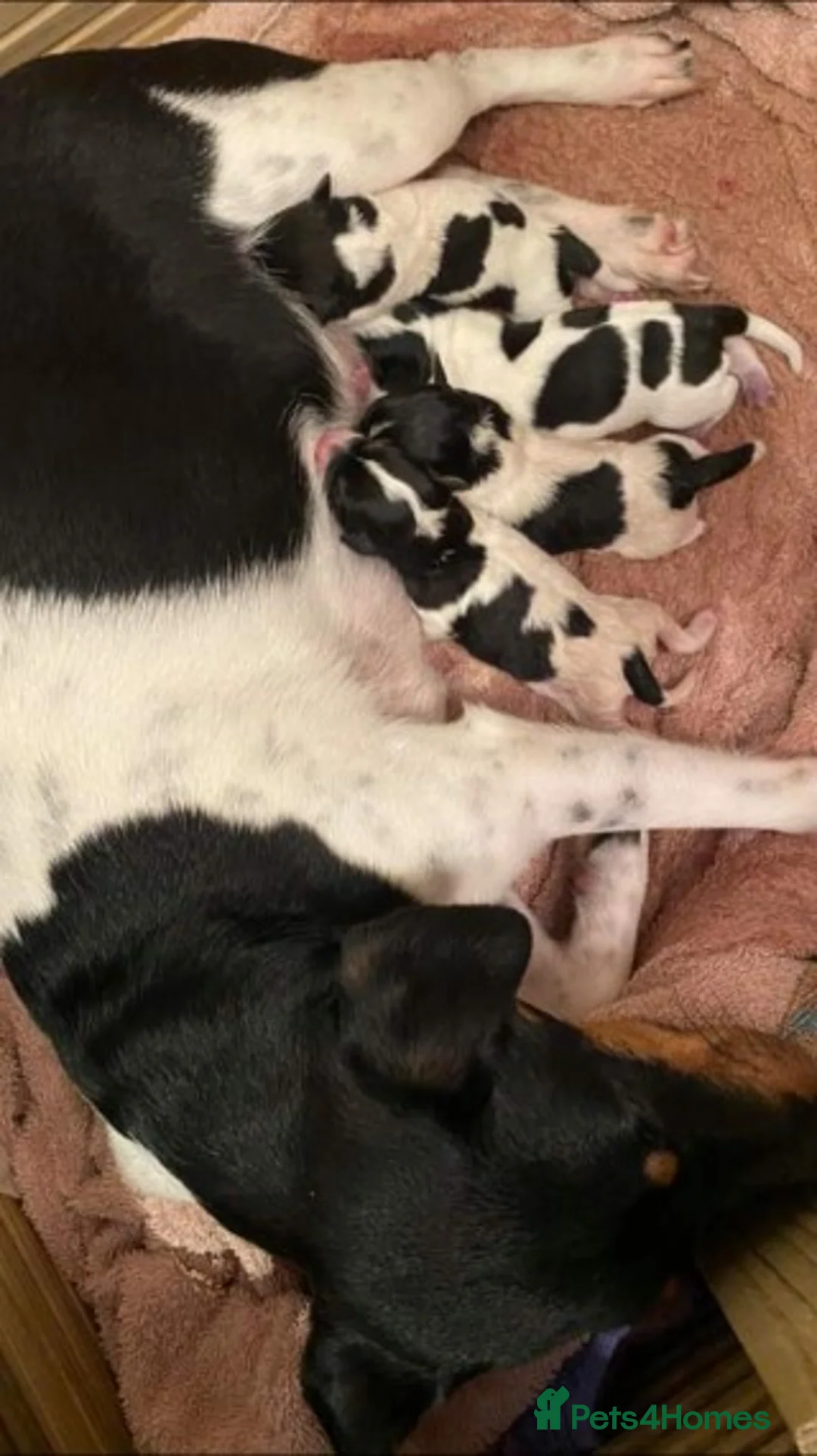 Jack Russell dogs for stud: Proven miniature Jack Russell stud in Winkleigh - Advert 13