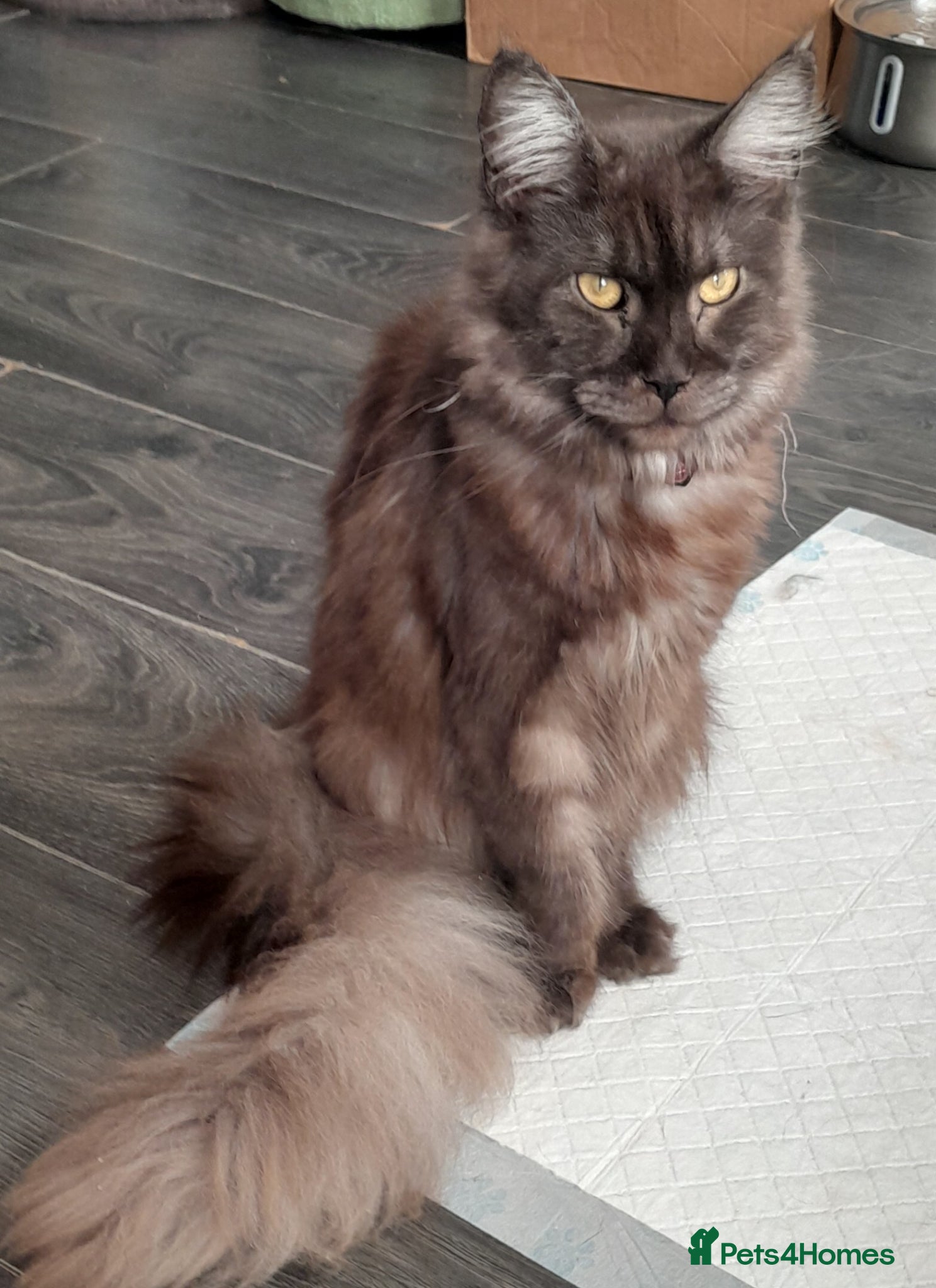 Maine Coon cats Stunning girl - Advert 1